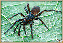 ARACHNIDES